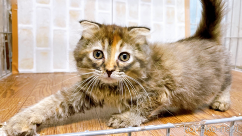 成約済の東京都のスコティッシュフォールド(折れ耳)-73917の10枚目