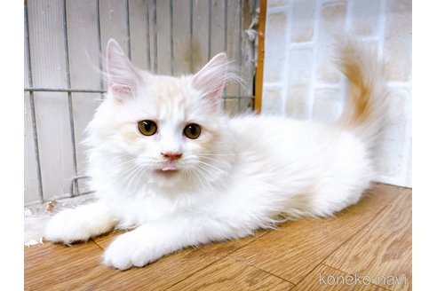 成約済の東京都のサイベリアン-72317の2枚目