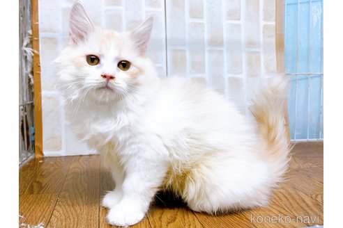 成約済の東京都のサイベリアン-72317の3枚目