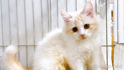 成約済の東京都のサイベリアン-72317の1枚目