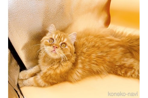 成約済の東京都のミヌエット-68405の7枚目