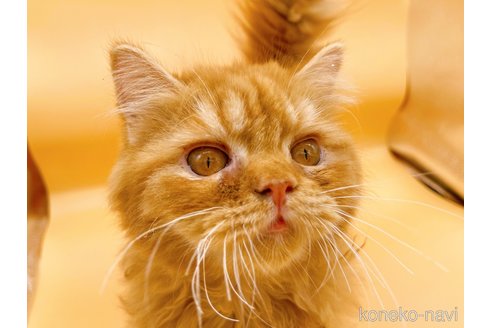 成約済の東京都のミヌエット-68405の5枚目