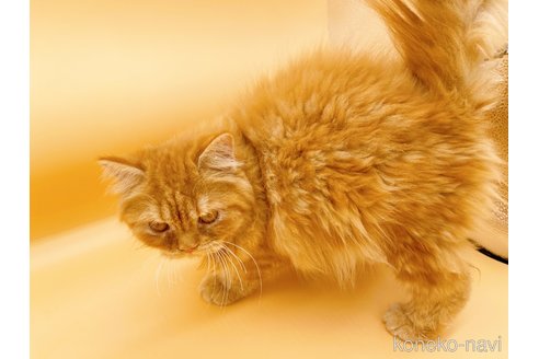 成約済の東京都のミヌエット-68405の4枚目