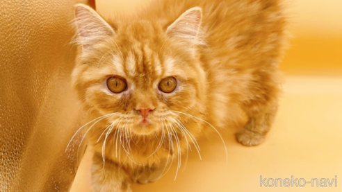 成約済の東京都のミヌエット-68405の3枚目