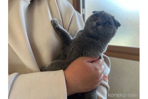 成約済の茨城県のスコティッシュフォールド(折れ耳)-75107の2枚目