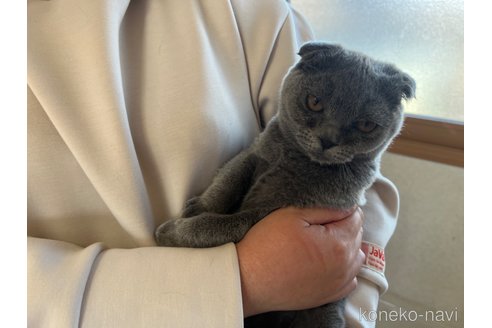 成約済の茨城県のスコティッシュフォールド(折れ耳)-75107の4枚目