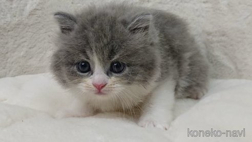 成約済の埼玉県のサイベリアン-74962の4枚目