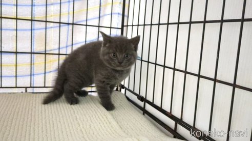 成約済の茨城県のブリティッシュショートヘア-75166の5枚目