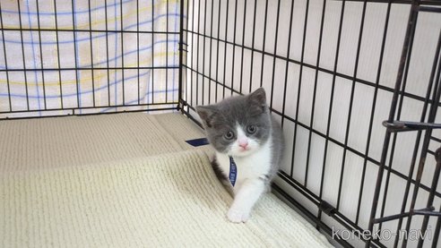 成約済の茨城県のブリティッシュショートヘア-75168の6枚目