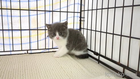 成約済の茨城県のブリティッシュショートヘア-75168の5枚目