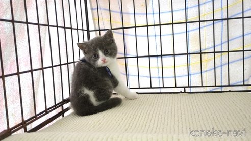 成約済の茨城県のブリティッシュショートヘア-75168の4枚目