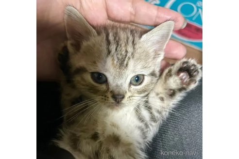 成約済の埼玉県のアメリカンショートヘア-75172の2枚目