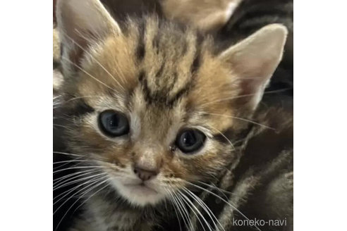 成約済の埼玉県のアメリカンショートヘア-75173の1枚目