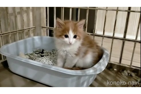 成約済の埼玉県のノルウェージャンフォレストキャット-73771の7枚目