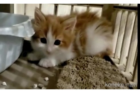 成約済の埼玉県のノルウェージャンフォレストキャット-73771の6枚目