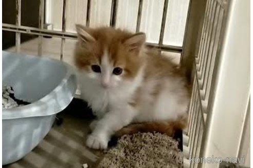 成約済の埼玉県のノルウェージャンフォレストキャット-73771の5枚目