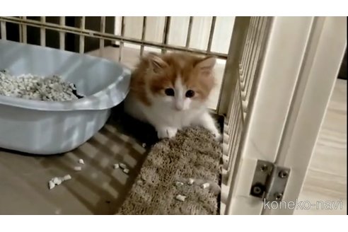 成約済の埼玉県のノルウェージャンフォレストキャット-73771の4枚目