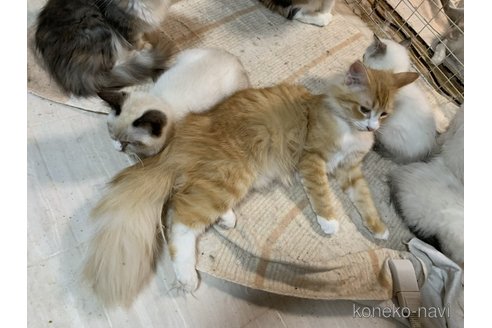 成約済の埼玉県のメインクーン-66762の8枚目
