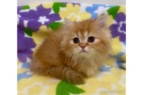 成約済の神奈川県のミヌエット-73008の2枚目