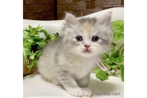 成約済の愛知県のサイベリアン-74560の1枚目