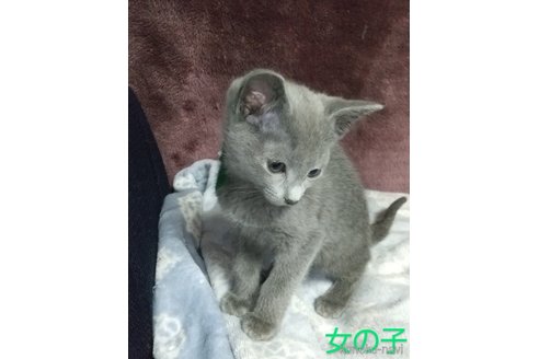 成約済の愛知県のロシアンブルー-74803の6枚目