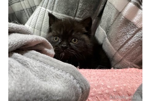 成約済の埼玉県のミックス-74818の20枚目