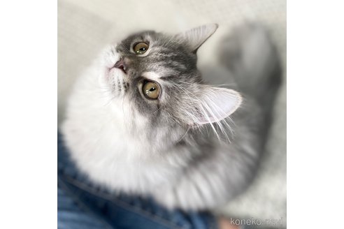 成約済の愛知県のミヌエット-70205の3枚目