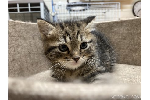 成約済の静岡県のマンチカン-74320の5枚目