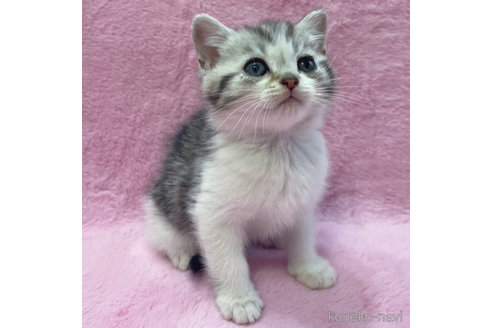 成約済の神奈川県のスコティッシュフォールド-74167の6枚目