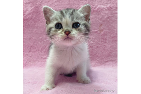 成約済の神奈川県のスコティッシュフォールド-74167の7枚目