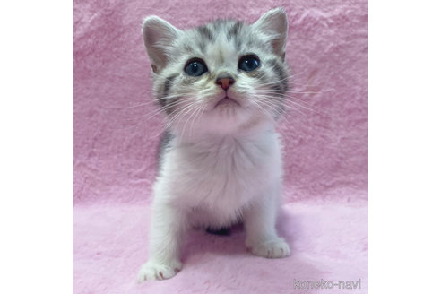 成約済の神奈川県のスコティッシュフォールド-74167の2枚目