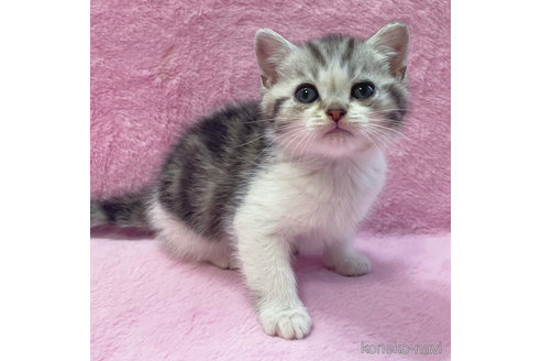 成約済の神奈川県のスコティッシュフォールド-74167の3枚目