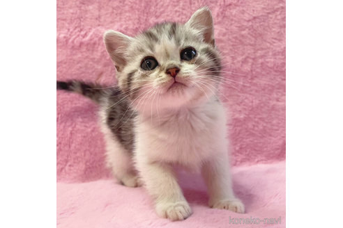 成約済の神奈川県のスコティッシュフォールド-74167の4枚目