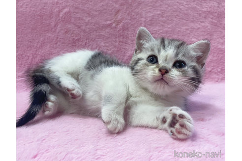 成約済の神奈川県のスコティッシュフォールド-74167の5枚目