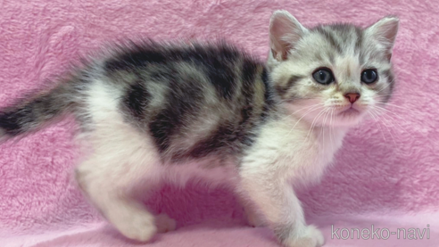 成約済の神奈川県のスコティッシュフォールド-74167