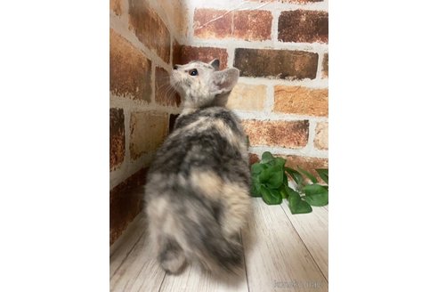成約済の岐阜県のマンチカン-75301の10枚目