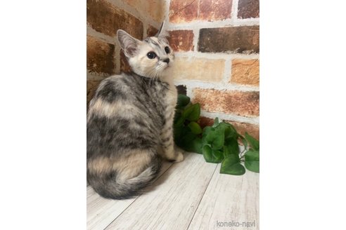 成約済の岐阜県のマンチカン-75301の4枚目