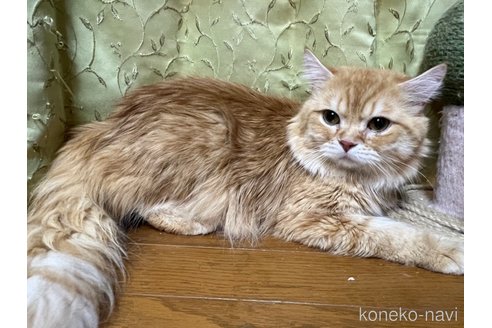 成約済の千葉県のマンチカン-75386の4枚目