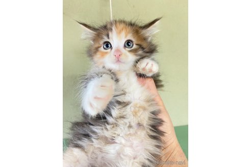 成約済の千葉県のノルウェージャンフォレストキャット-75329の9枚目