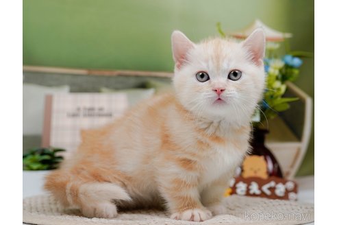 成約済の神奈川県のマンチカン(短足)-75339の9枚目