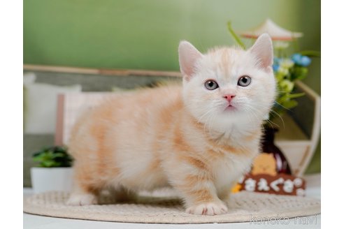 成約済の神奈川県のマンチカン(短足)-75339の10枚目