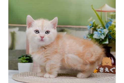 成約済の神奈川県のマンチカン(短足)-75339の11枚目