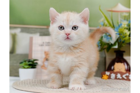 成約済の神奈川県のマンチカン(短足)-75339の12枚目