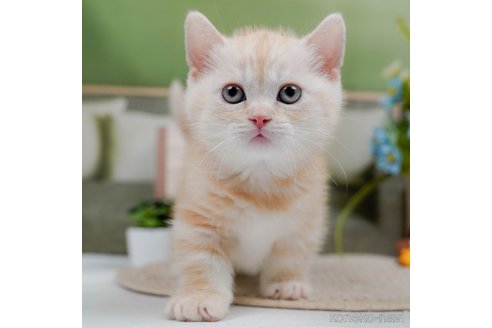 成約済の神奈川県のマンチカン(短足)-75339の4枚目