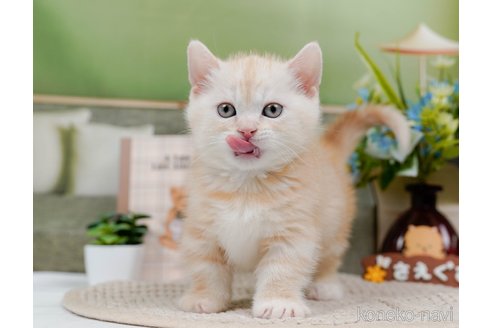 成約済の神奈川県のマンチカン(短足)-75339の5枚目