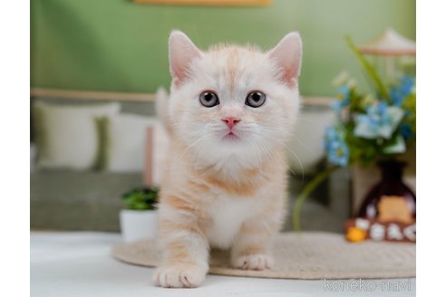 成約済の神奈川県のマンチカン(短足)-75339の6枚目