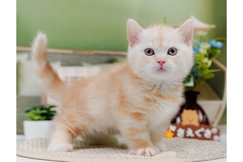 成約済の神奈川県のマンチカン(短足)-75339の7枚目