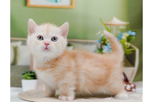 成約済の神奈川県のマンチカン(短足)-75339の8枚目