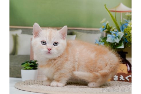 成約済の神奈川県のマンチカン(短足)-75339の3枚目