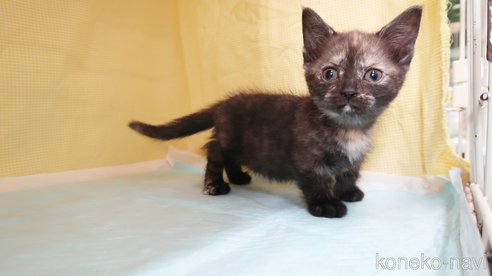 成約済の東京都のマンチカン(短足)-75344の6枚目